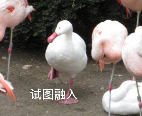 新華互聯(lián)網(wǎng)科技正式入駐Bilibili！會摩擦出什么樣火花呢？